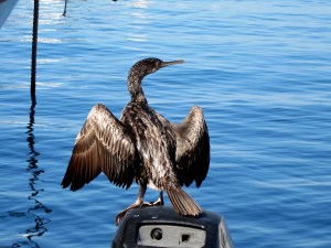 Cormorant or Mediterranean shag?