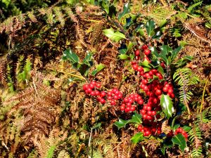 Though usually associated with Christmas the holly berries are particularly colourful in Autumn