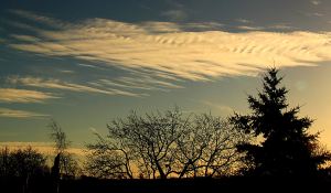 12CherryHinton036w9003