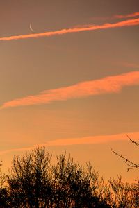 12CherryHinton039w9014