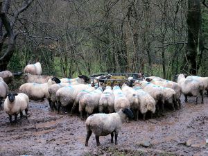 Livestock suffering in the extreme wetness of a Grey Britain winter
