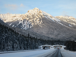 One of the wildlife corridor bridges over the Trans Canada Highway