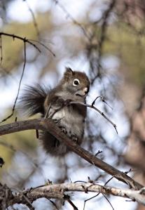 Canadian Red Squirrel