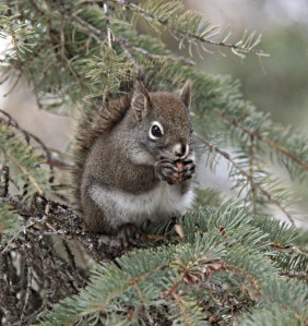 Canadian Red Squirrel having dinner