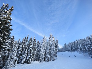 Looking up the run between trees heavily laden with snow at a critical point on the long descent