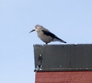 They perch, watching ....