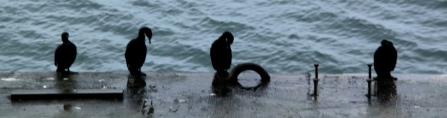 Too wet for the cormorants to stretch their wings to dry them