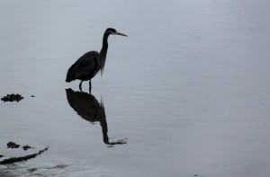The waters of Vancouver harbour are so well protected that they are flat-calm and reflective