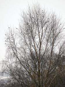 Flock of Siskins briefly at rest