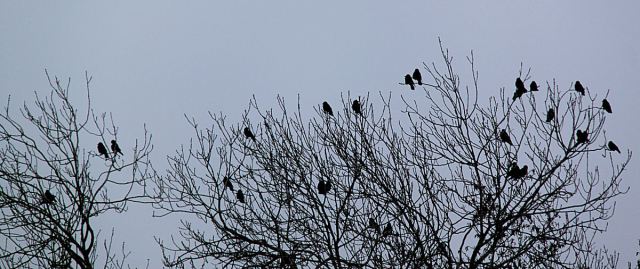 At the end of the garden crows sit huddled in the top of an ash tree and croak their complaints to each other.