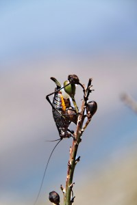 One of the many cricket-like creatures getting ready to ensure the continuation of its species