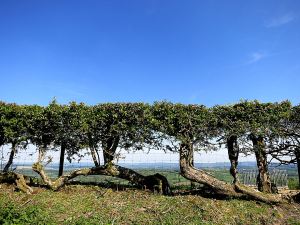Hedges were once properly 'laid' but are now scalped once a year by machine, stock control now achieved by wire fencing