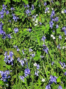 Bluebells are suddenly rampant and very fragrant