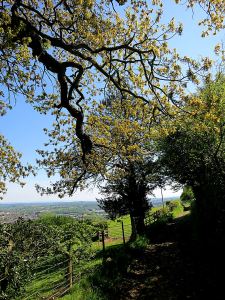 Leaves on oak trees open later than most and are yellow/green rather than bright 'spring' green
