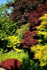 13CherryHinton009w9890