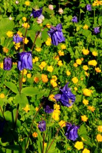 13CherryHinton010w9893