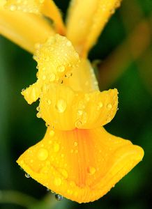 13CherryHinton013w9907