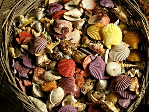 Basket of shells