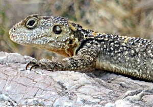 The resolution was good enough to crop and see more detail