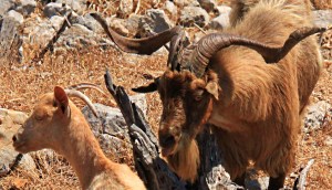 First of all a good tongue-flicking to get her in the mood