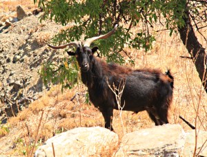 Young male hovering around, waiting his day.