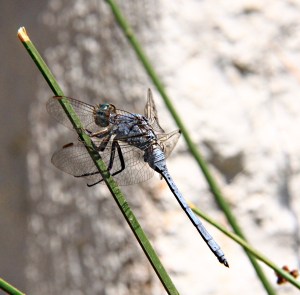 Where I would expect to see it, on reeds by a spring