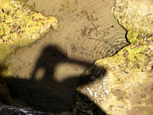 Photographer in the water 