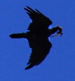 Just enough resolution to zoom in more and see that the lead bird is carrying a lizard