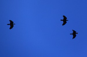 Maximum 200x zoom with my SLR and cropped around the ravens