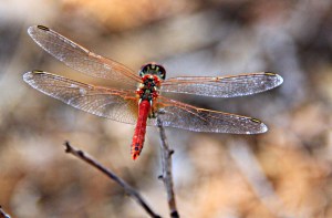 Perched right on the top