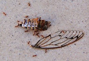 Ants come and carry off the leftovers