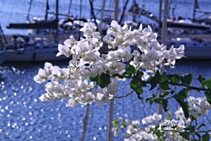 Outside my balcony, white and blue, cool start to a hot day.