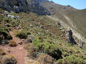 A thin but clear path