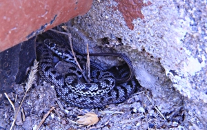 One of the two snakes spotted on the first day