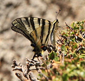 'Scarce Swallowtails' seem to be becoming scarcer
