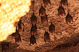 Bat colony: taken without flash so as not to disturb them