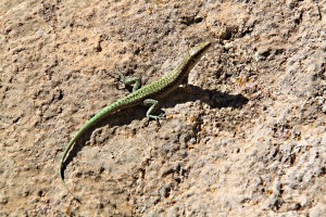 Climbing up into the Parletia crags 