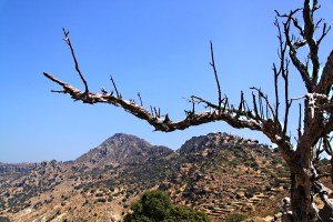 Tree very cleverly trained to follow the line of the crater rim around Nikia 
