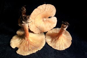 A bonus on the way back, a small crop of Clitocybe geotropa soon made into soup