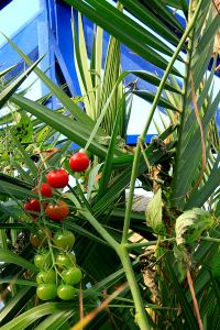 Tomatoes ripening into November