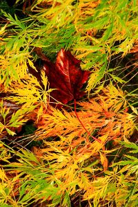 Lime Green palmatum dissectum variety turns yellow and gold