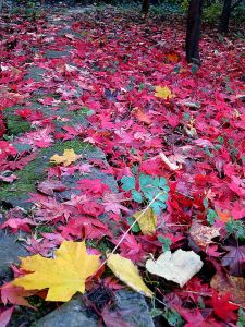 A newly laid carpet in the Acer Glade
