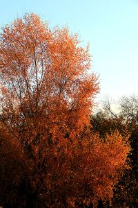 Silver birch turns golden brown, exaggerated by the setting sun