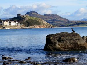 Cormorant and Criccieth