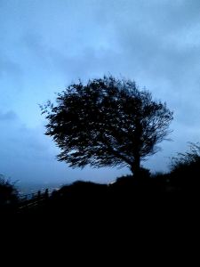 A lone beech tree rising above the ridge-top hedge is bent and scuplted by the prevailing wide