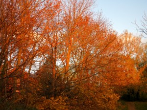 Setting sun gives a golden glow to everything as it sinks lower on the Trans Pennine Trail