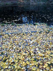  Heaton Mersey Pond in the evening gloom