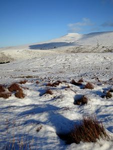 Grass tussocks still stick out of the snow