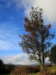 I usually decorate the house wit holly from this and other nearby trees on the ridge, but not his year