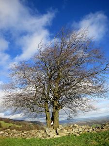 One tree split in two with a wreath placed between, a reminder that mine isn't the only loss felt at Christmas
